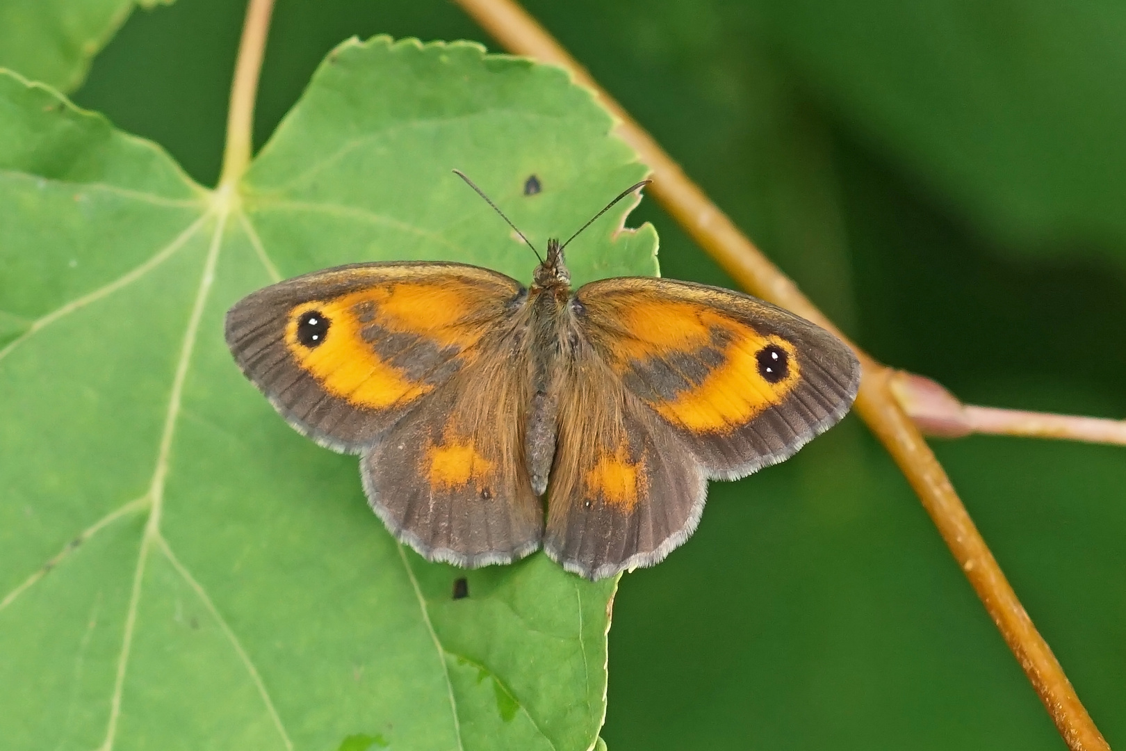 Männchen des Rostbraunen Ochsenauges (Maniola tithonus)