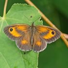 Männchen des Rostbraunen Ochsenauges (Maniola tithonus)