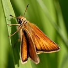 Männchen des  Schwarzkolbigen Braun-Dickkopffalters (Thymelicus lineola)