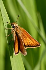 Männchen des  Schwarzkolbigen Braun-Dickkopffalters (Thymelicus lineola)