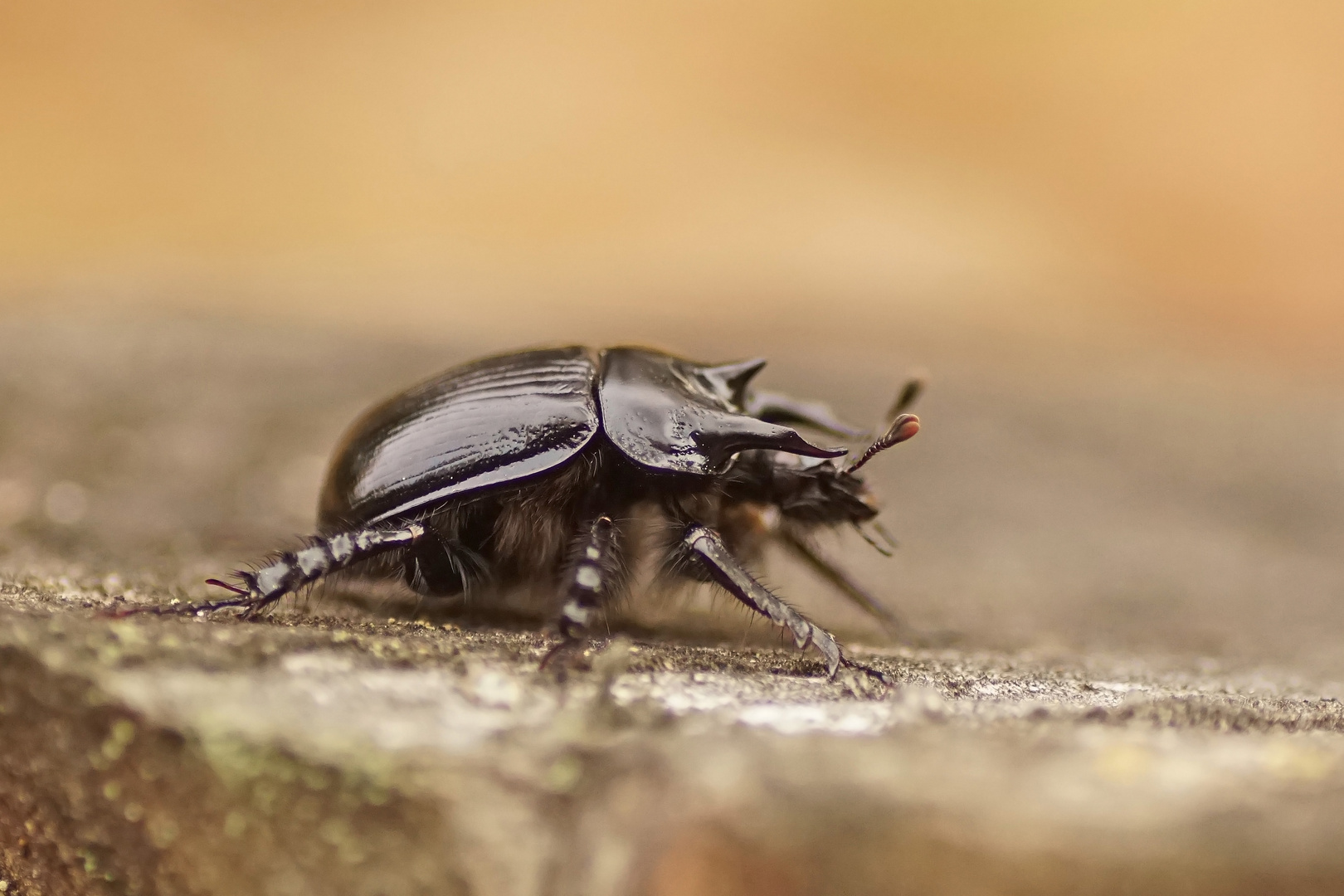 Männchen des Stierkäfers /Typhoeus typhoeus)