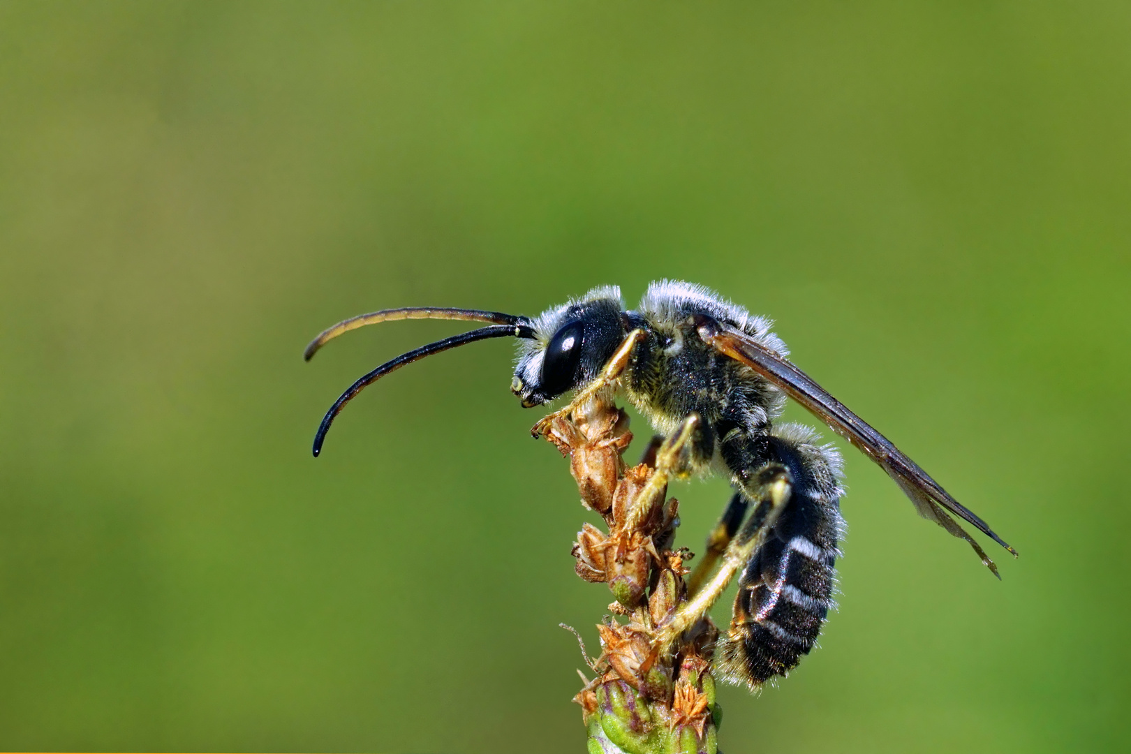 Männchen ( Drohn) einer Furchenbiene? 