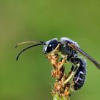 Männchen ( Drohn) einer Furchenbiene? 