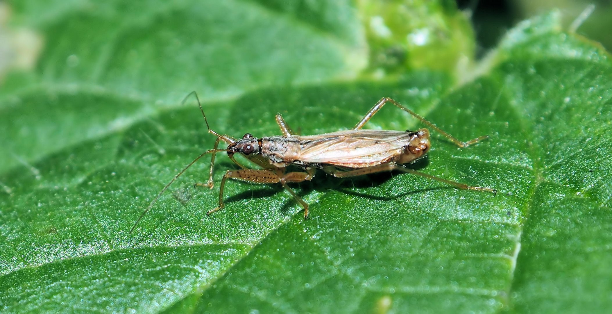 Männchen einer Sichelwanze (Nabis sp.)