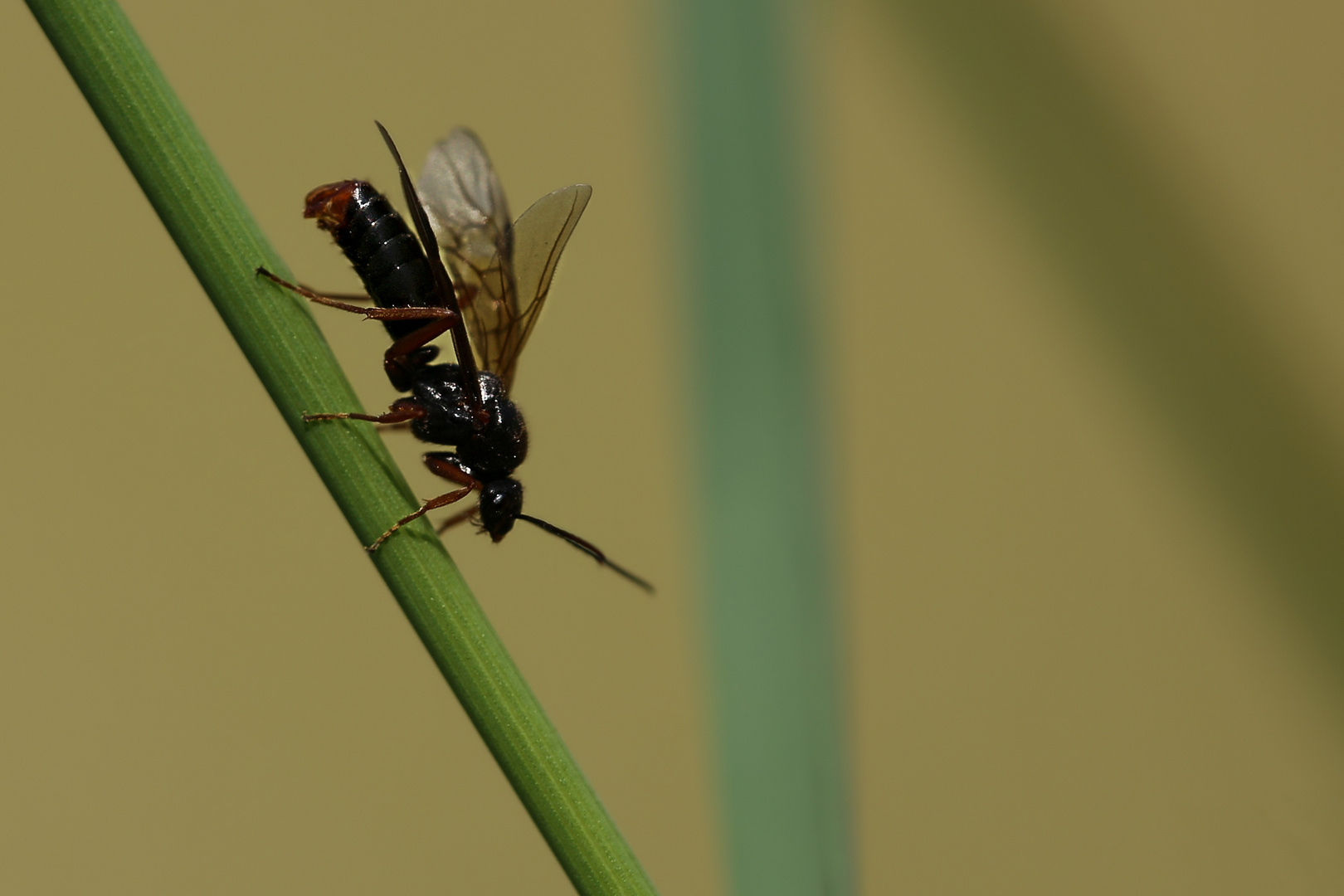 Männchen im Hochzeitsflug