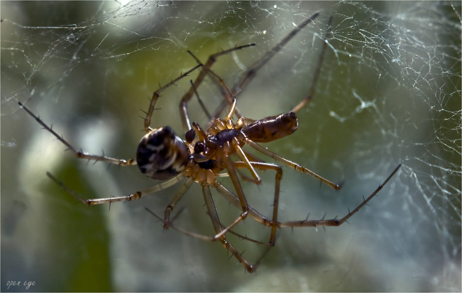 Männchen Linyphia triangularis - Weibliche Linyphia triangularis