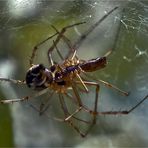 Männchen Linyphia triangularis - Weibliche Linyphia triangularis