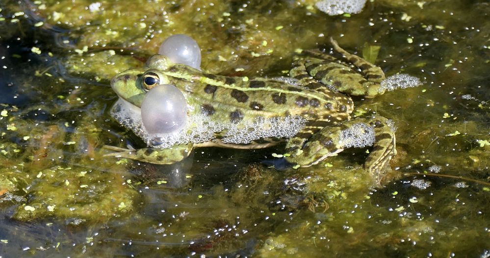  Männchen mit paarigen Schallblasen