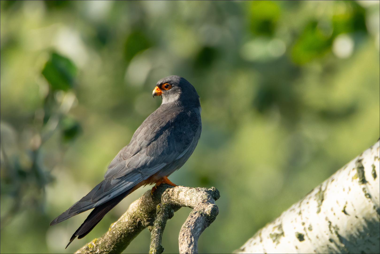 Männchen Rotfussfalke