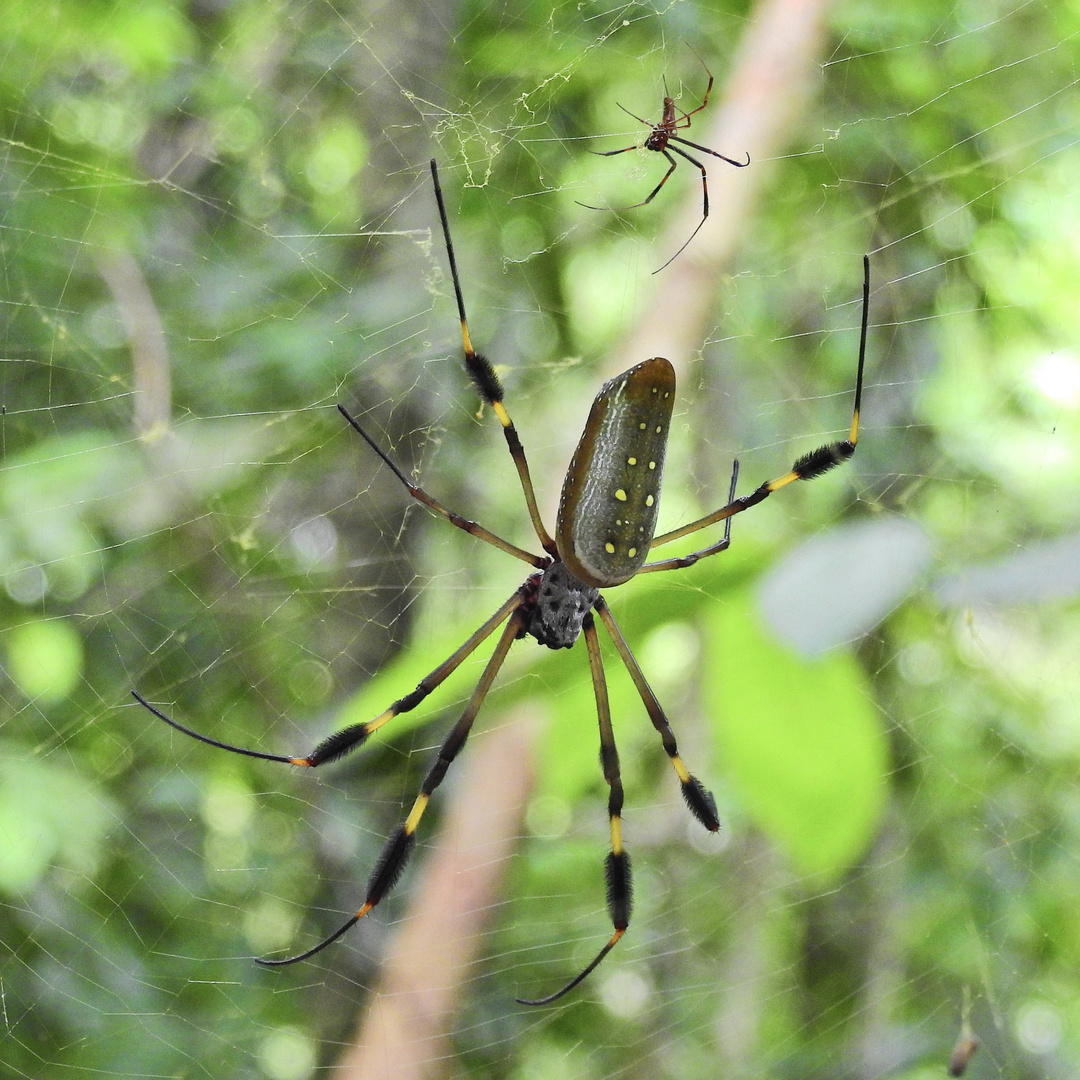 Männchen und Weibchen der Seidenspinne