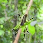 Männchen und Weibchen der Seidenspinne