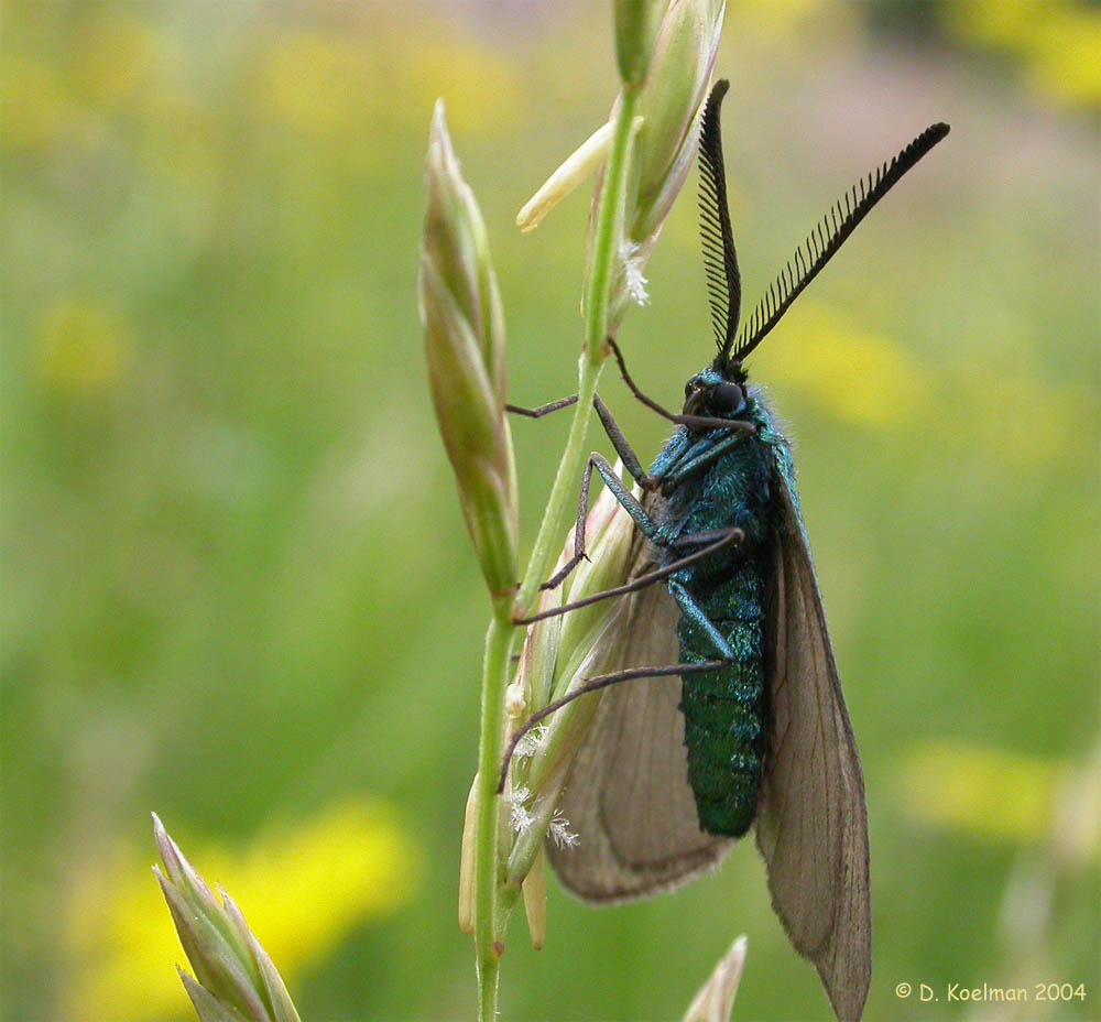 Männchen vom Ampfer-Grünwidderchen (Adscita statices)