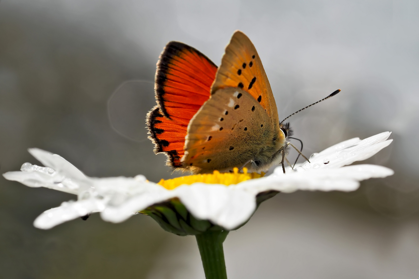 Männchen vom Dukaten-Feuerfalter (Lycaena virgaurea), Foto 2 - Cuivré de la verge d’or, un mâle.