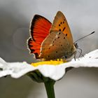 Männchen vom Dukaten-Feuerfalter (Lycaena virgaurea), Foto 2 - Cuivré de la verge d’or, un mâle.