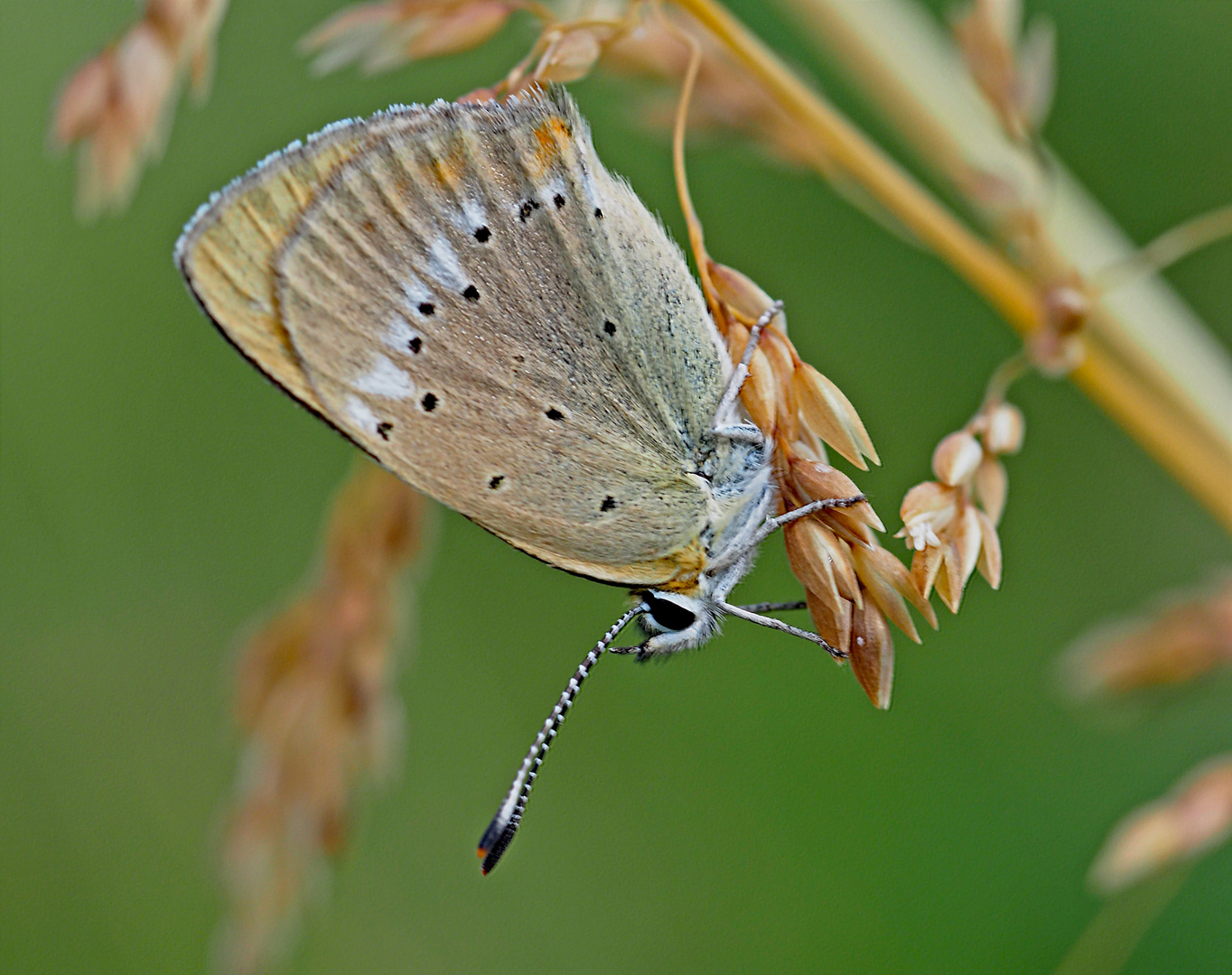 Männchen vom Dukaten-Feuerfalter (Lycaena virgaurea) - Le mâle du Cuivré de la verge d’or. 