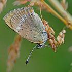 Männchen vom Dukaten-Feuerfalter (Lycaena virgaurea) - Le mâle du Cuivré de la verge d’or. 