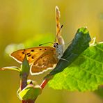 Männchen vom Dukaten-Feuerfalter (Lycaena virgaurea) - Le mâle du Cuivré de la verge d’or. 