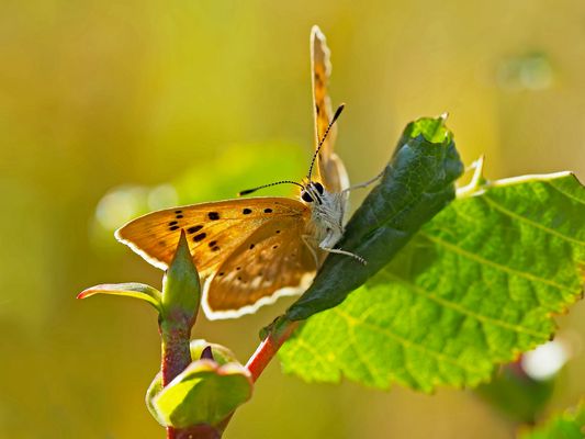 Männchen vom Dukaten-Feuerfalter (Lycaena virgaurea) - Le mâle du Cuivré de la verge d’or. 