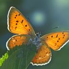 Männchen vom Dukaten-Feuerfalter (Lycaena virgaurea) - Les mâles du Cuivré de la verge d’or. 