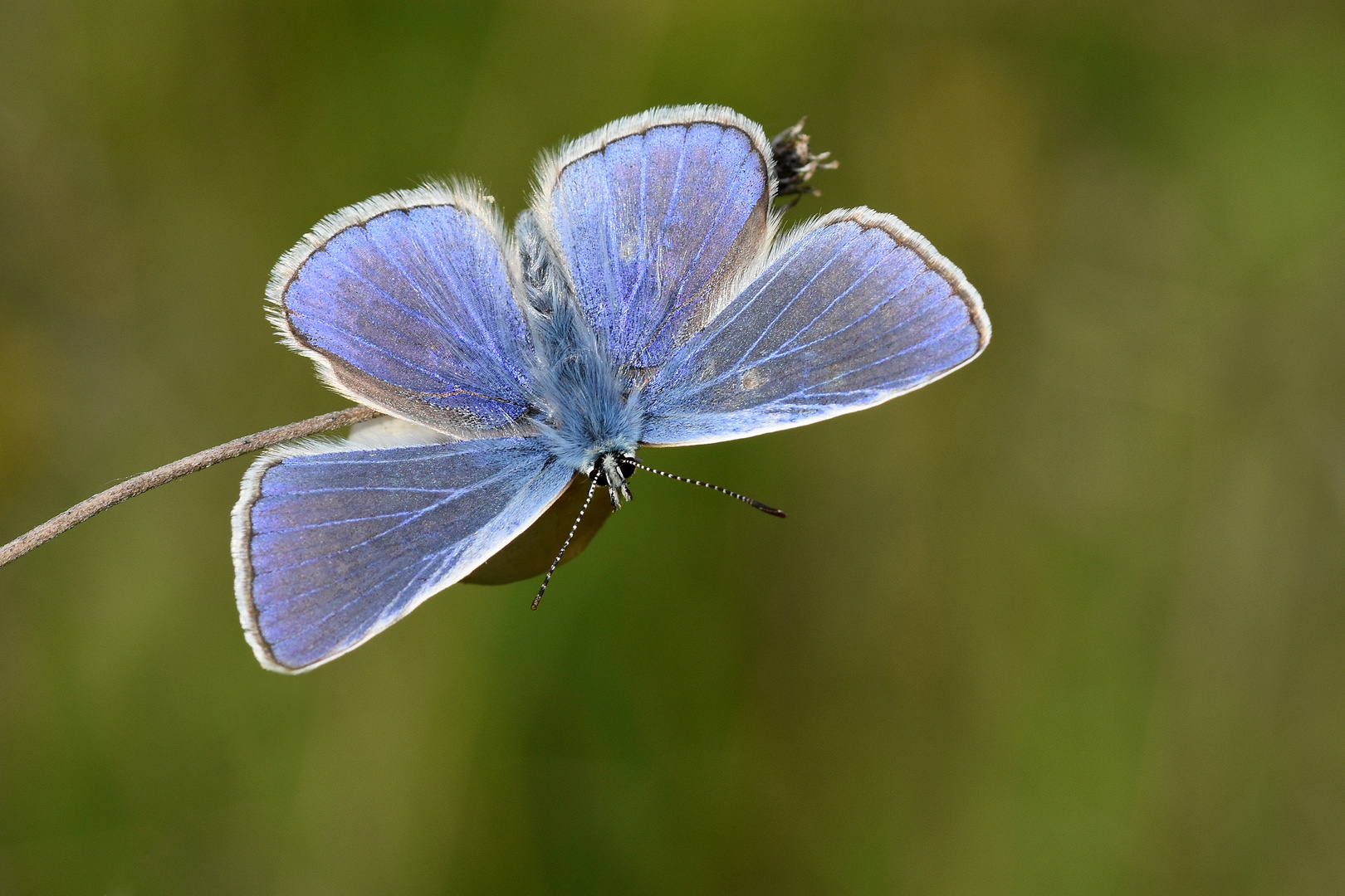 Männchen vom Hauhechel-Bläuling (Polyommatus icarus)  ...