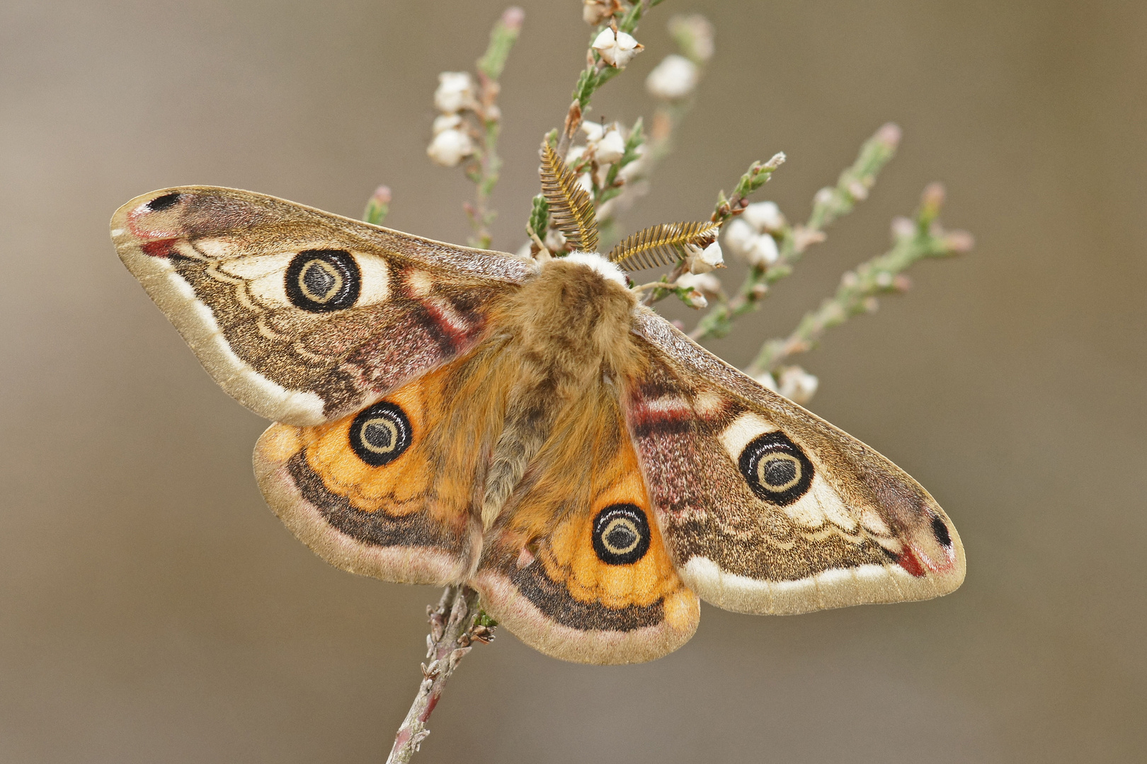 Männchen vom Kleinen Nachtpfauenauge (Saturnia pavonia)