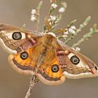 Männchen vom Kleinen Nachtpfauenauge (Saturnia pavonia)