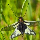 Männchen vom Libellen-Schmetterlingshaft (Libelloides coccajus). - L’Ascalaphe soufré.