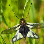 Männchen vom Libellen-Schmetterlingshaft (Libelloides coccajus). - L’Ascalaphe soufré.