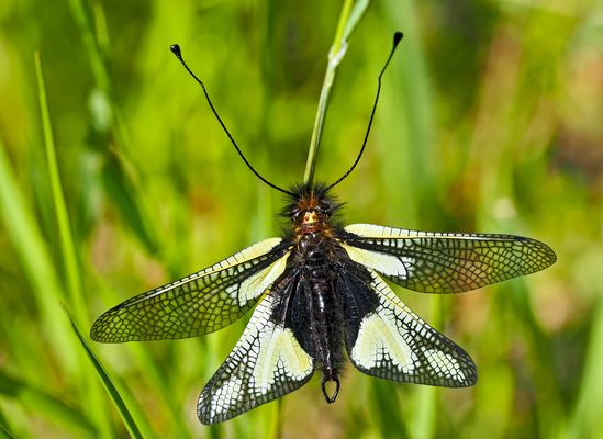 Männchen vom Libellen-Schmetterlingshaft (Libelloides coccajus). - L’Ascalaphe soufré.