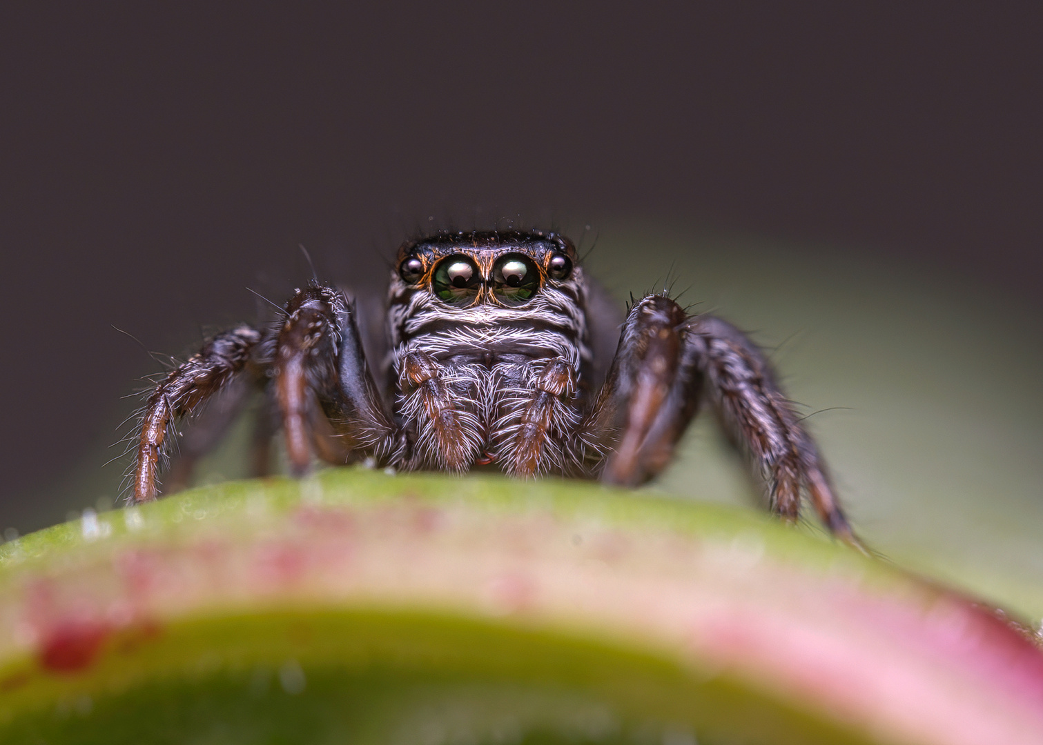 Männchen von Evarcha Acuarta.