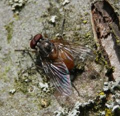 Männchen von Phaonia rufiventris