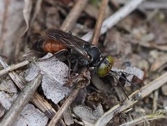 Männchen von Tachysphex obscuripennis