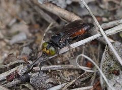 Männchen von Tachysphex obscuripennis