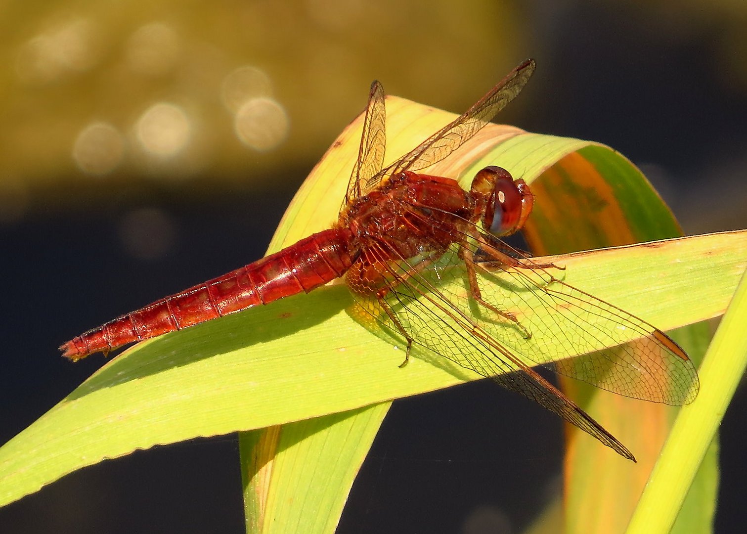 Männchenfarbenes (androchromes) Weibchen der Feuerlibelle (Crocothemis erythraea)