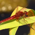 Männchenfarbenes (androchromes) Weibchen der Feuerlibelle (Crocothemis erythraea)