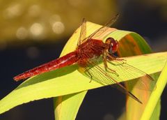 Männchenfarbenes (androchromes) Weibchen der Feuerlibelle (Crocothemis erythraea)