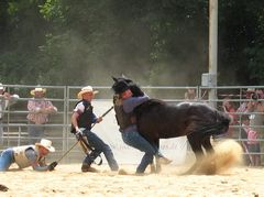 Männer fangen Pferd