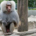 Männer mit grauen Haaren, unwiderstehlich!