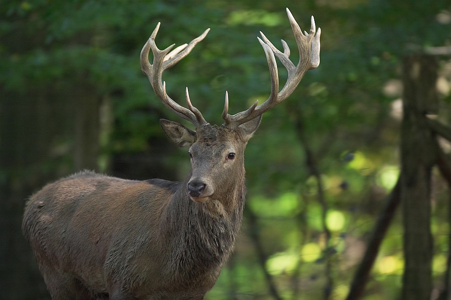 Männerbild (Cervus Elaphus)