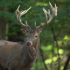 Männerbild (Cervus Elaphus)