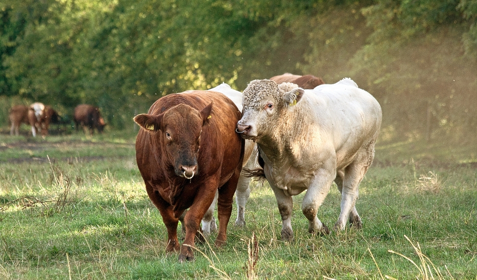 Männerfreundschaft