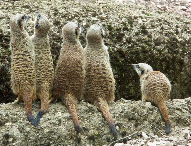 Männerklo im Zoo