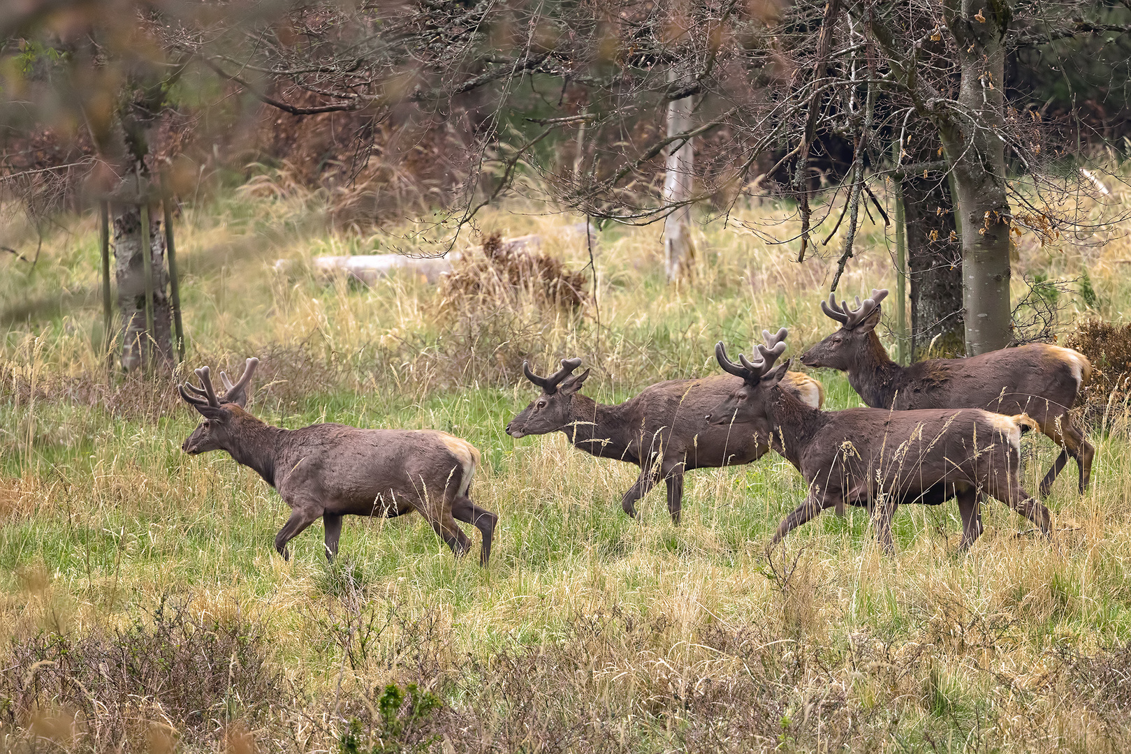 Männertref im Wald