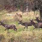 Männertref im Wald