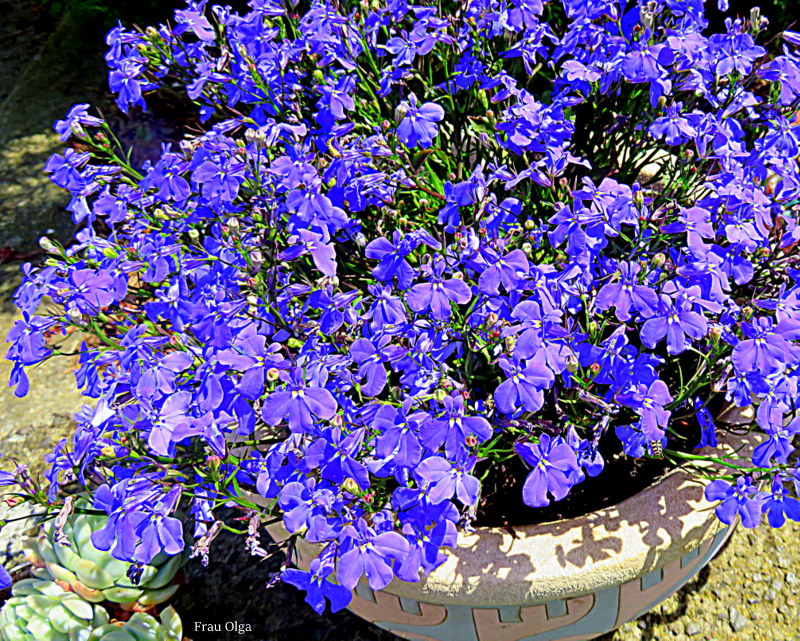 Männertreu am blauen Montag