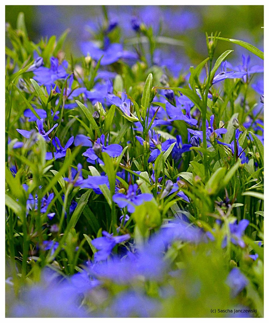 Männertreu (Lobelia erinus)