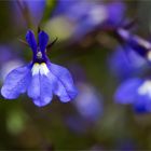 Männertreu (Lobelia erinus)....