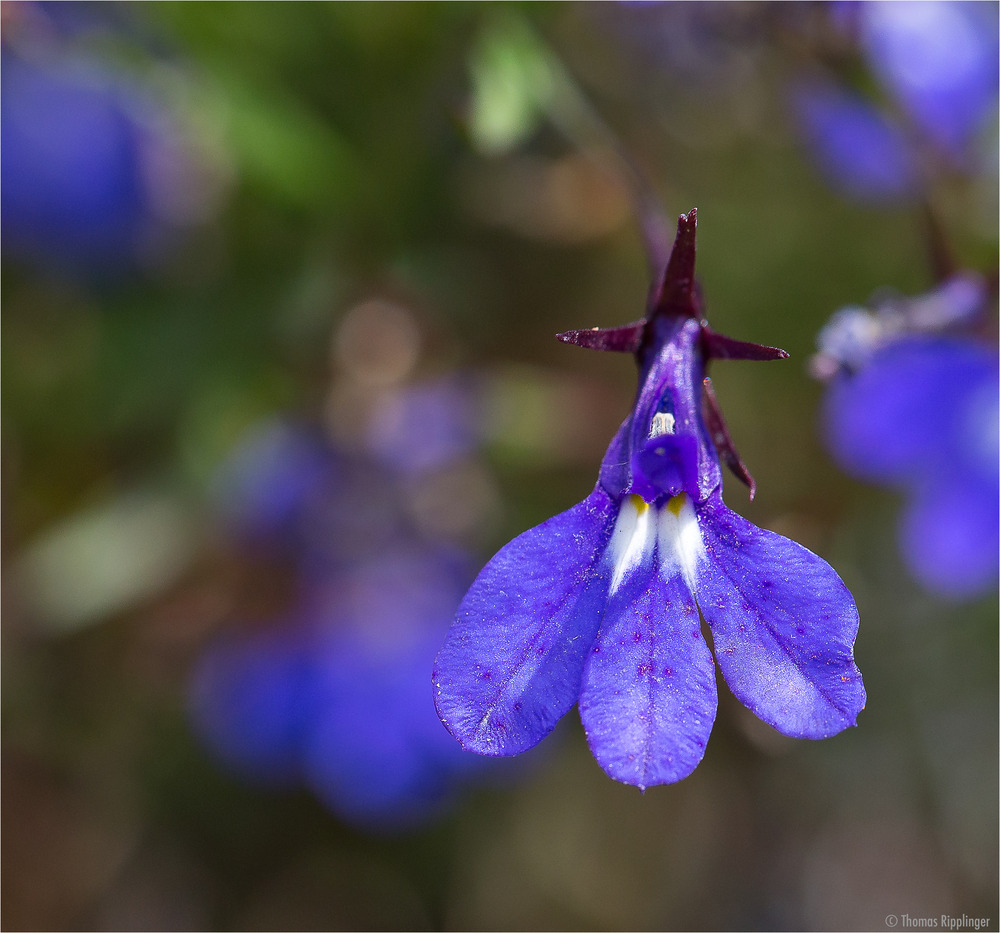 Männertreu (Lobelia erinus)...