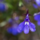 Männertreu (Lobelia erinus)...