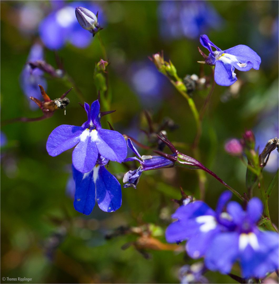Männertreu (Lobelia erinus)...... Foto & Bild pflanzen, pilze